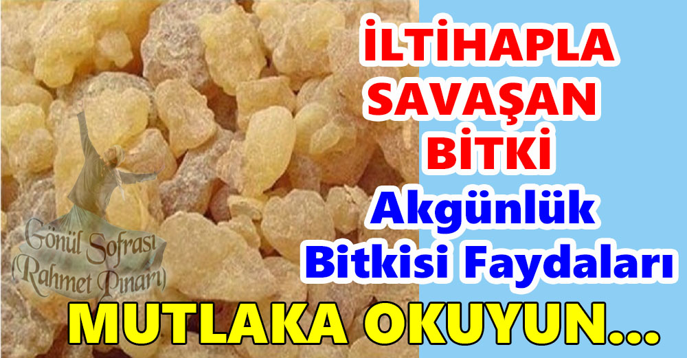 Akgünlük Bitkisi Faydaları