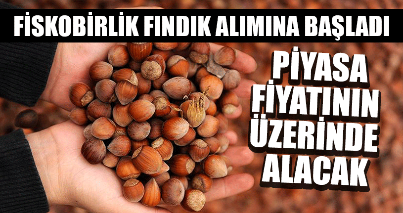 Fiskobirlik Fındık Alımına Başladı