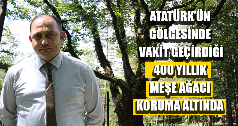 400 Yıllık Anıt Ağaç İlgi Odağı Oluyor