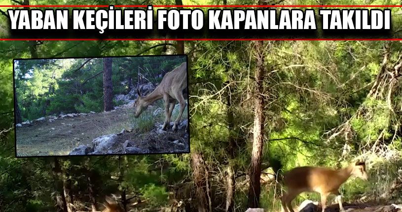 Yaban Keçileri Foto Kapanlara Takıldı