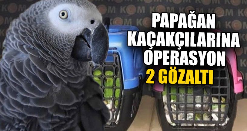 Papağan Kaçakçılarına Operasyon