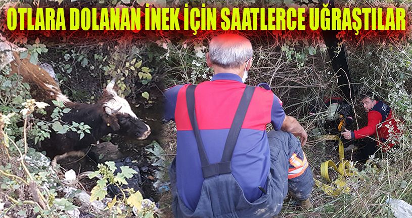 İnek İçin İtfaiye Saatlerce Uğraştı