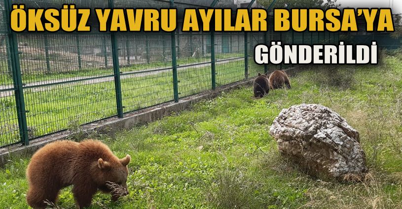 Yavru ayılar Bursa’ya gönderildi