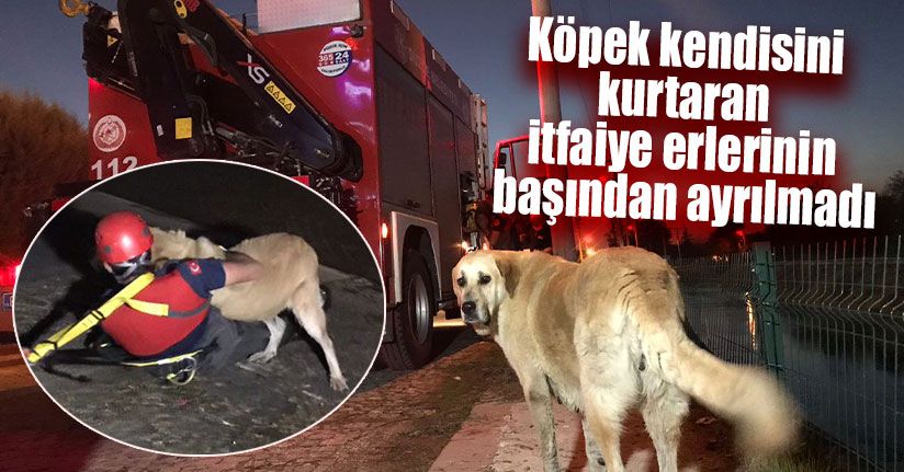 Dereye Düşen Köpeği İtfaiye Ekipleri Çıkarttı