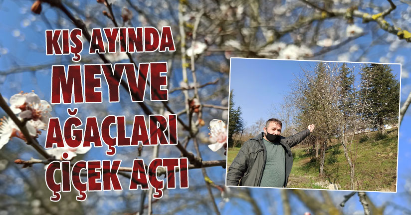 Meyve Ağaçları Kış Ayında Çiçek Açtı