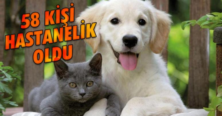 Kedi köpek 58 kişiyi hastanelik etti