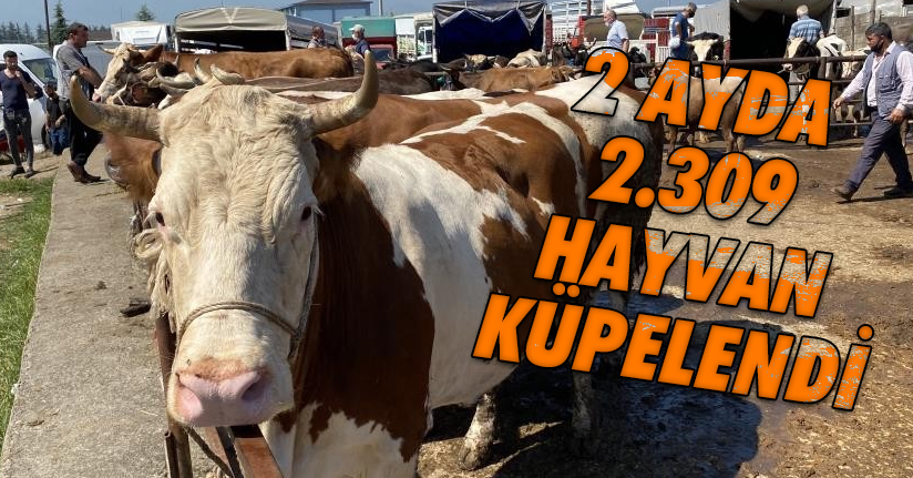 İki ayda 2 bin 309 hayvana kulak küpesi takıldı