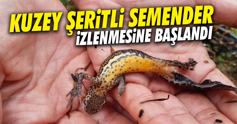 Kuzey şeritli semender izleme çalışmaları başladı