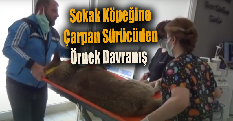 Sokak Köpeğine Çarpan Sürücüden Örnek Davranış