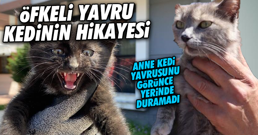 Öfkeli kedi annesi ile buluştu