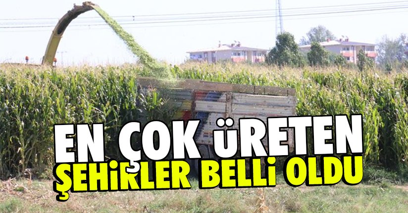 Düzce en çok silajlık mısır üreten şehirler arasında