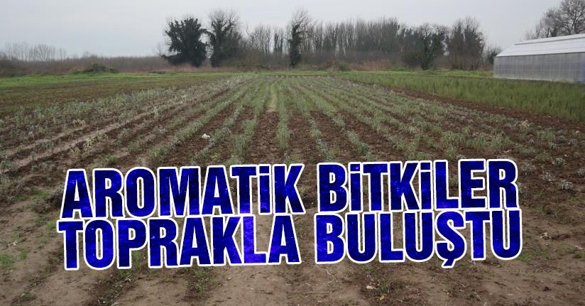 Düzce’de 10 bin tıbbı aromatik bitki dikildi