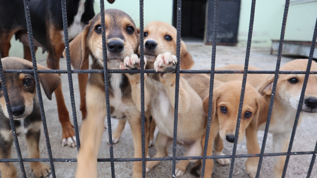 Düzce Belediyesi üç ayda 70 köpeği sahiplendirdi