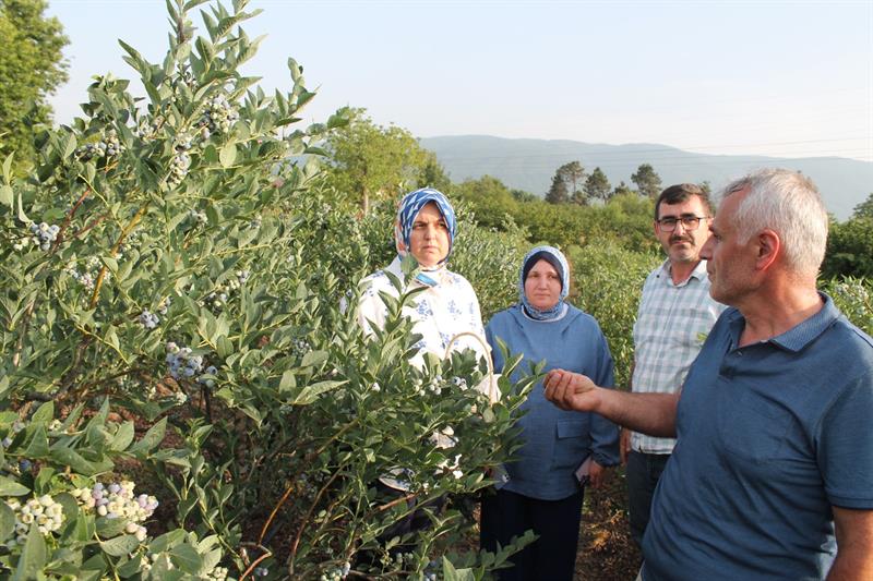 Maviyemiş hasadı başladı