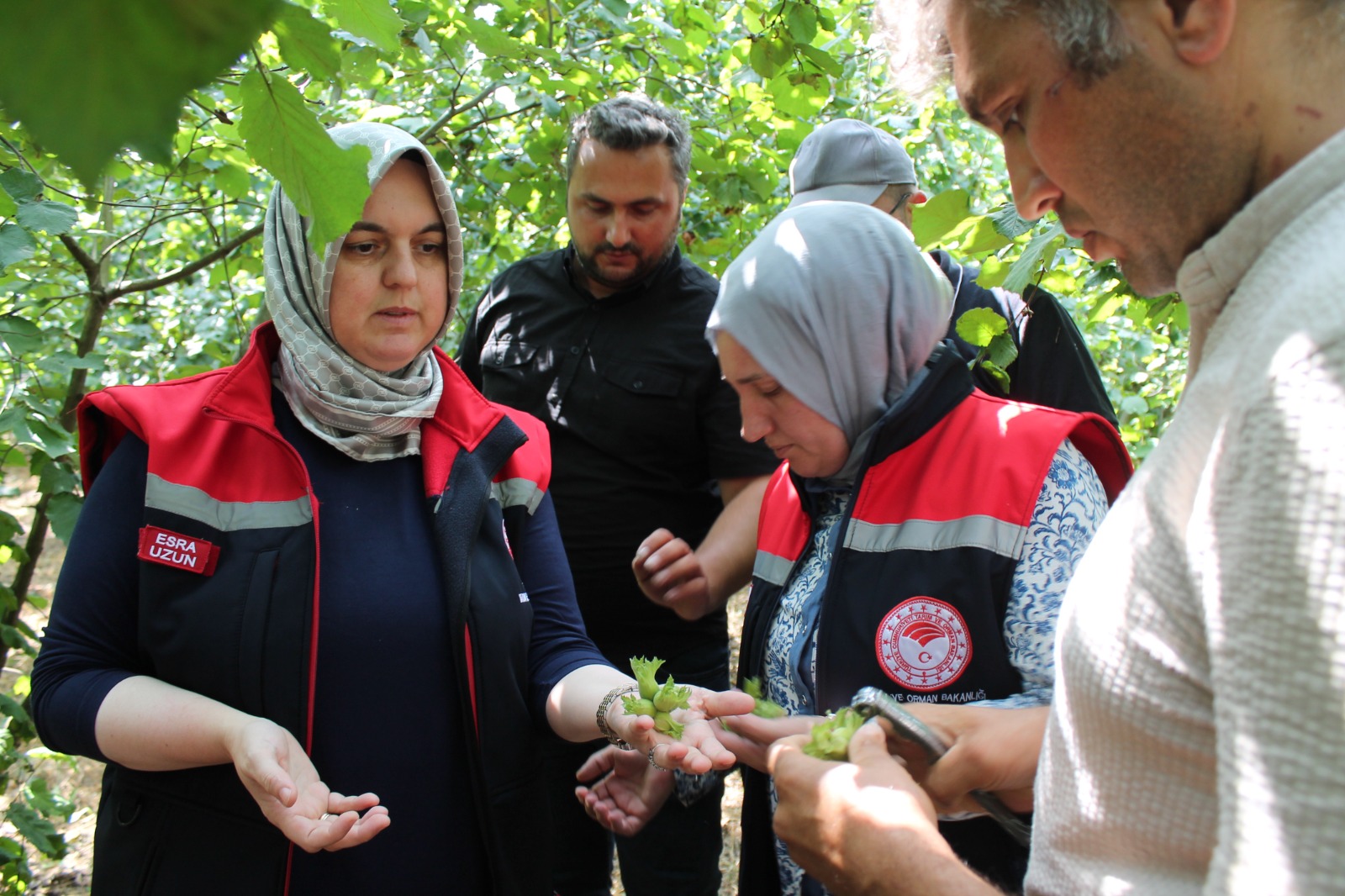 Fındıkta rekolte çalışması yapılıyor