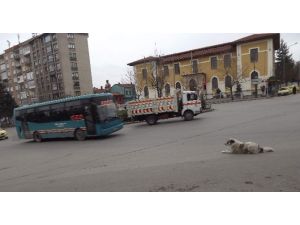 Sokak Köpeğinin ’Keyfimi Bozmayın Benim’ Hali