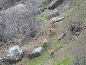 Yaban Dağ Keçileri Sürü Halinde Görüntülendi