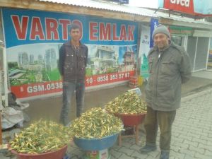 Gülbahar Bitkisi Tezgahlardaki Yerini Aldı