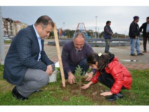 Görele Belediyesi 6 Bin Fidanı Toprakla Buluşturdu