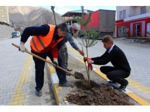 Hakkari’de Fidan Dikimi