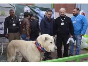 Tarım Fuarı’nın Gözdesi ’Akbaş’ Köpekleri