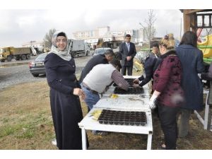 Iğdır Belediyesi’nden Çiçek Üretimi