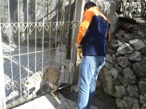 Hakkari’de Köpek Kurtarma Operasyonu