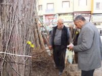 Van’da Fidan Satışları Başladı