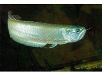 Arowana Balığı Aqua Vega’da