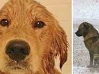 Köpeği Selden Kurtardı – 3 Gün Sonra Vücudundan Bakın Neler Çıktı