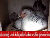 Yumurtladı sandığı tavuk kuluçkadan kalkınca sahibi gözlerine inanamadı!