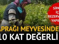 YAPRAĞI MEYVESİNDEN 10 KAT DEĞERLİ