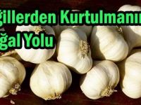 SİĞİLLER NASIL GEÇER? SİĞİLE NE İYİ GELİR?...