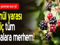 GÖNÜL YARASI HARİÇ TÜM DERDİNİZİN DERMANI BU BİTKİDE ...