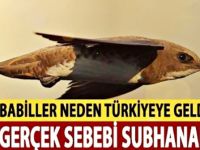 Allah’ın Ordusu Ebabiller Ülkemize bakınız neden gelmişler!