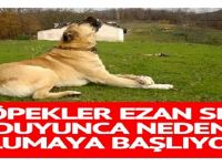 Köpekler ezan sesi duyunca neden uluyor