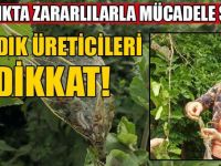 Fındıkta Zararlılarla Mücadele Şart