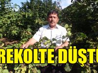 Fındıkta rekolte düştü