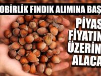 Fiskobirlik Fındık Alımına Başladı