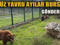 Yavru ayılar Bursa’ya gönderildi