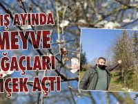 Meyve Ağaçları Kış Ayında Çiçek Açtı