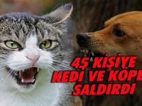 45 Kişiye Kedi ve Köpek Saldırdı