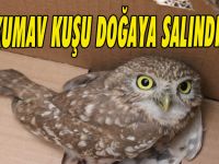 Kukumav Kuşu Doğaya Salındı