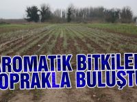 Düzce’de 10 bin tıbbı aromatik bitki dikildi