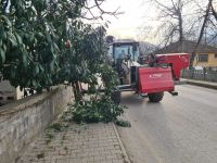 Kaldırımı kapatan ağaçlara budama