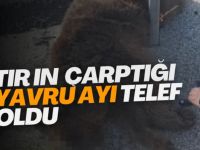 TIRIN ÇARPTIĞI YAVRU AYI TELEF OLDU