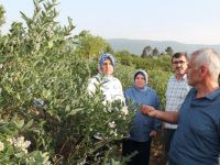 Maviyemiş hasadı başladı