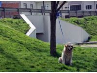 Oğlunu Köpekten Korumak İsteyen Polis Kolunu Kırdı