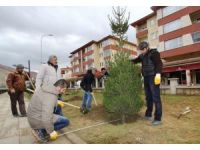 Bayburt Belediyesi’nden Ağaçlandırma Hamlesi